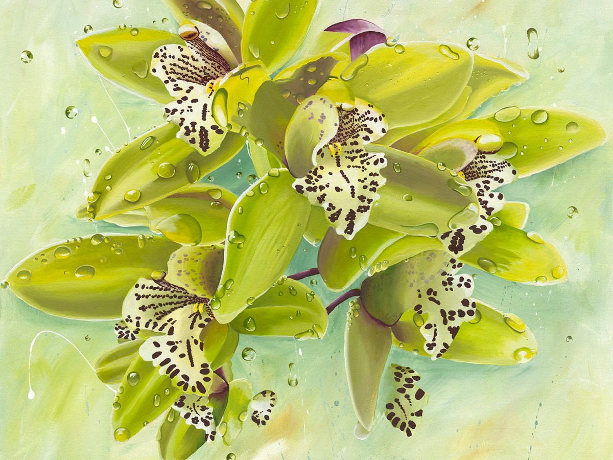 Cascading Cymbidium Limited Edition&nbsp;Print