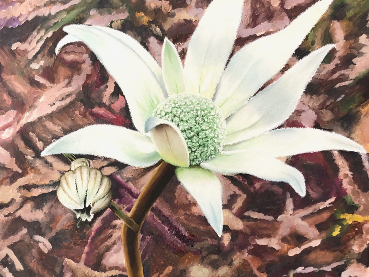 Discoveries While Walking: Flannel&nbsp;Flower