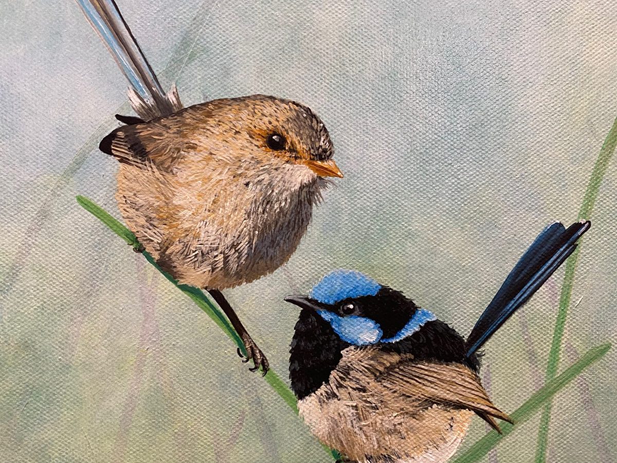The Farm Wrens